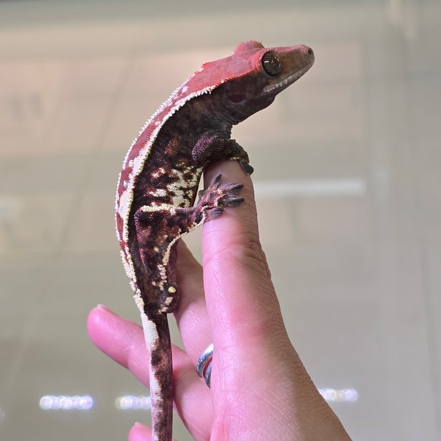 카푸치노 트라이 화이트스팟