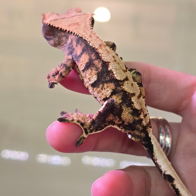 노멀 트라이 익스트림할리퀸