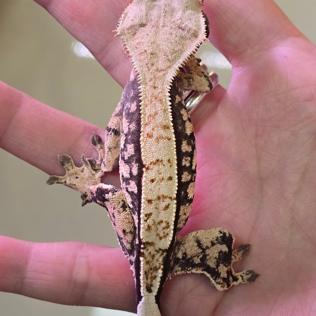 노멀 트라이 익스트림할리퀸