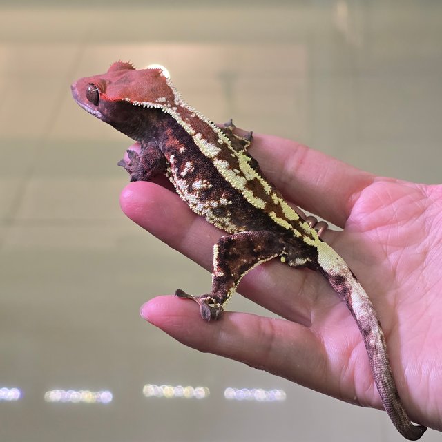 카푸치노 트라이 화이트스팟