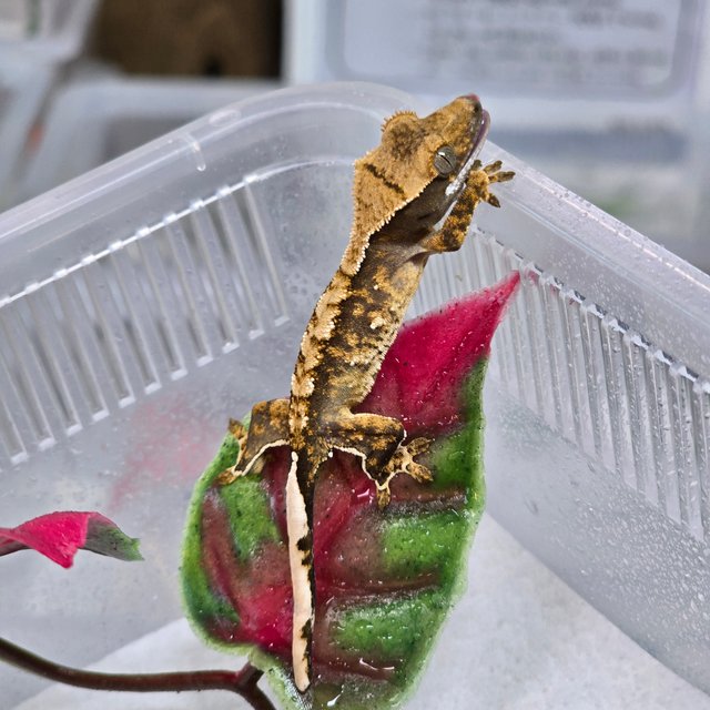 트라이 익스트림할리퀸 카푸치노