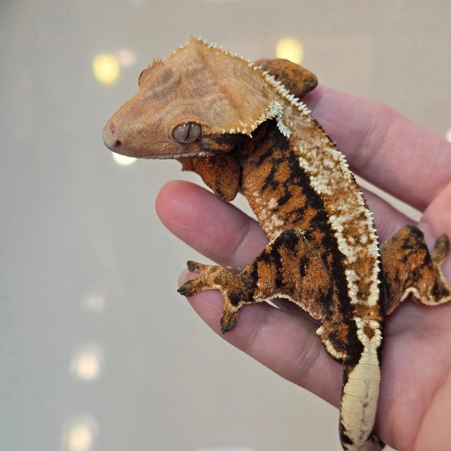 노멀 텐저린 트라이 익스트림할리퀸