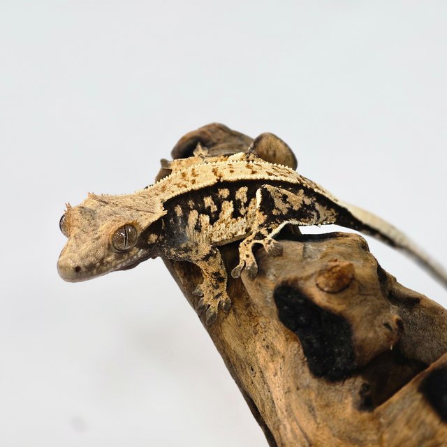 노멀 트라이 익스트림할리퀸