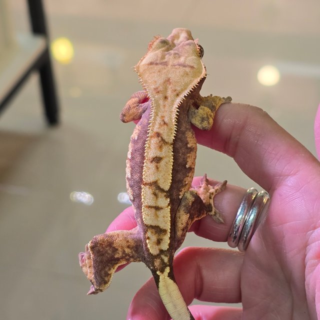 노멀 트라이 익스트림할리퀸