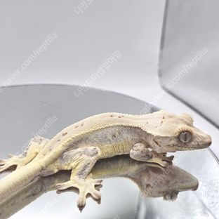 릴리 세이블