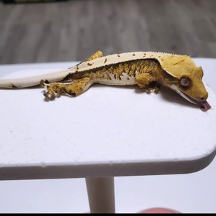 노멀 풀핀 트라이