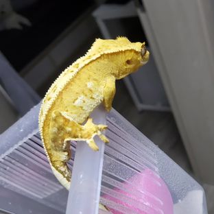 크림시클