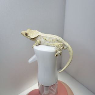 릴리화이트 레이지 판다