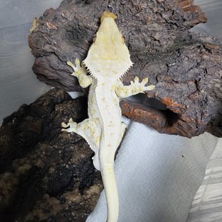 릴리화이트 레이지 판다