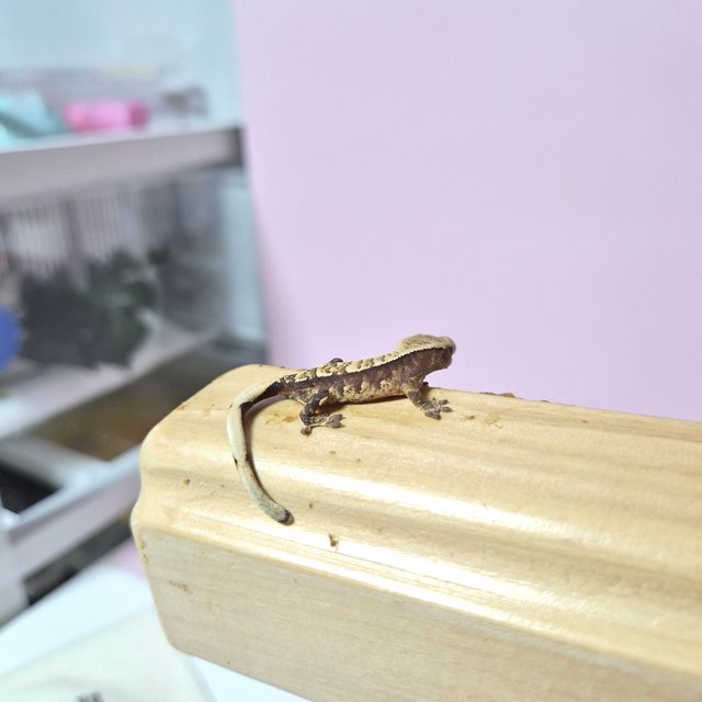 트라이 익스트림할리퀸 화이트스팟