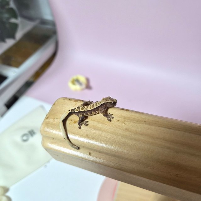 트라이 익스트림할리퀸 화이트스팟