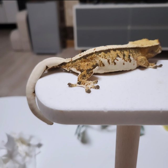 노멀 풀핀 트라이