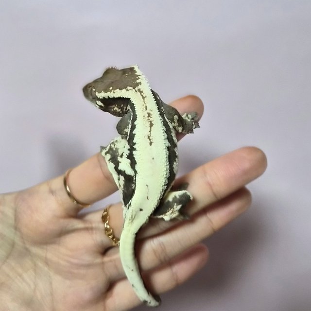 릴리100%헷아잔틱 세이블