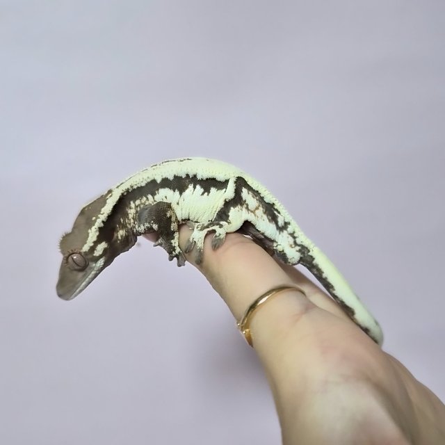 릴리100%헷아잔틱 세이블