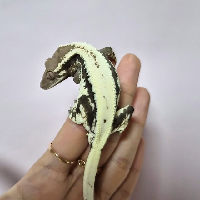 릴리100%헷아잔틱 세이블