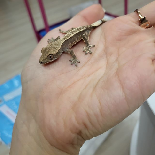 카푸치노