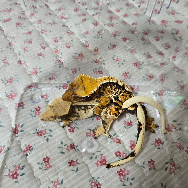 트라이 익스트림할리퀸 화이트스팟 텐저린 바브