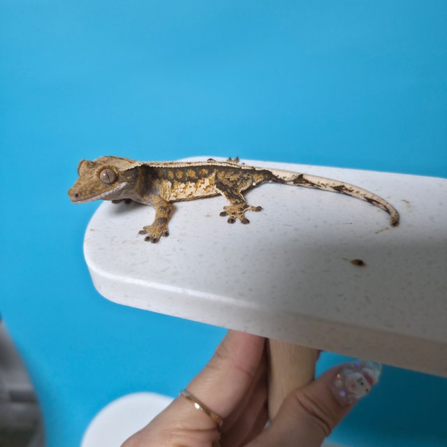 노멀 풀핀 쿼드