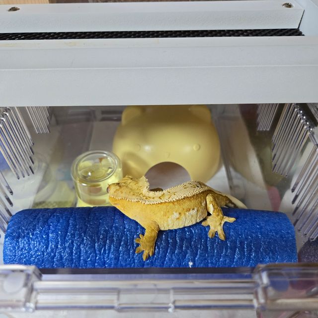 풀핀 크림시클