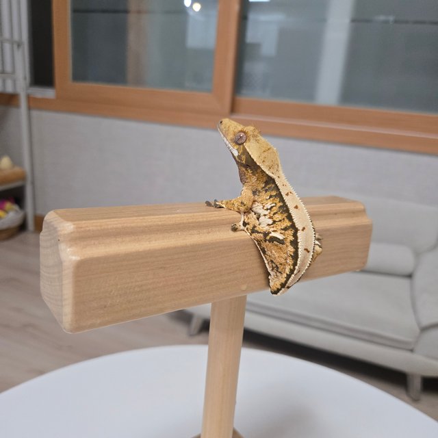 노멀 풀핀 트라이