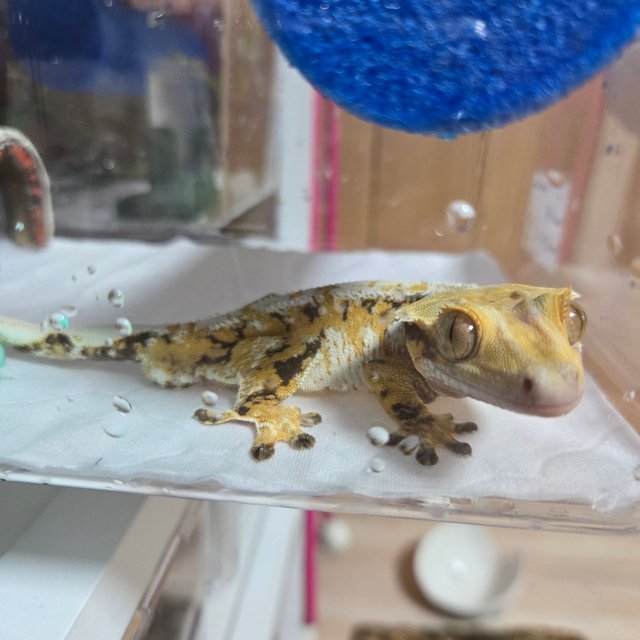 트라이 익스트림할리퀸 화이트스팟