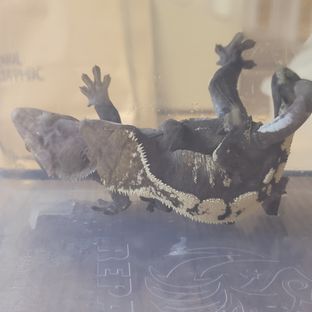 세이블헷 부모