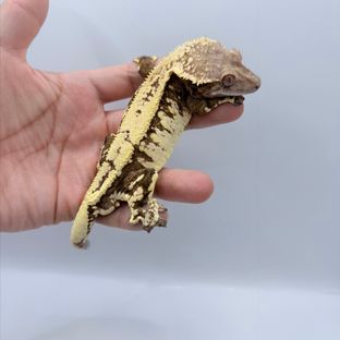 룡이