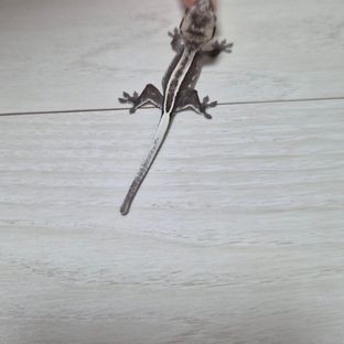 아잔틱 풀핀