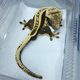 엠티백