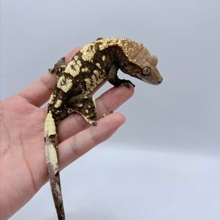 세헷부