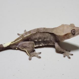 아잔 모