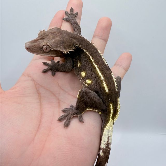 아잔틱