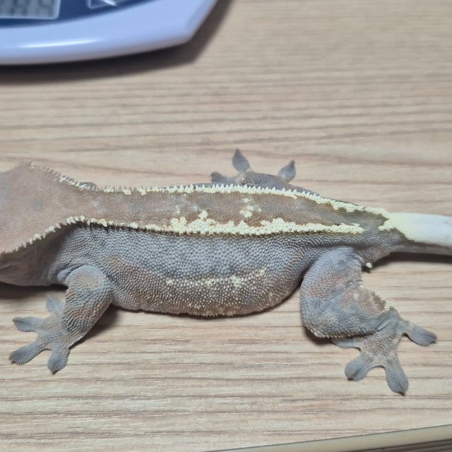 카푸치노 100%헷아잔틱