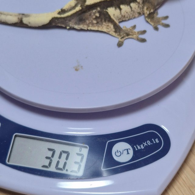 세이블 100%헷아잔틱