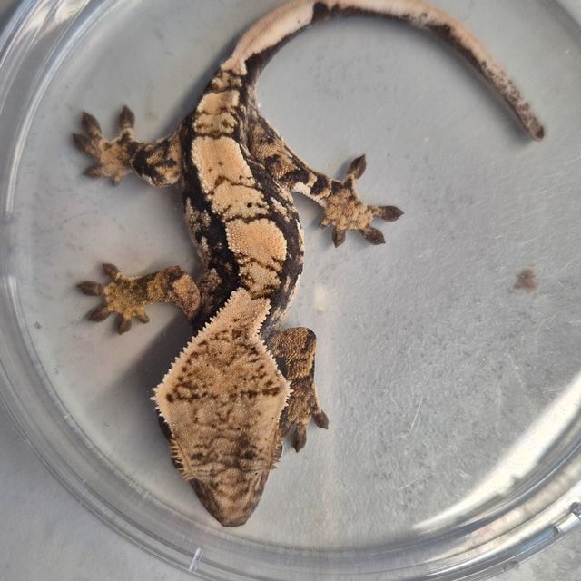 노멀 드리피 화이트스팟