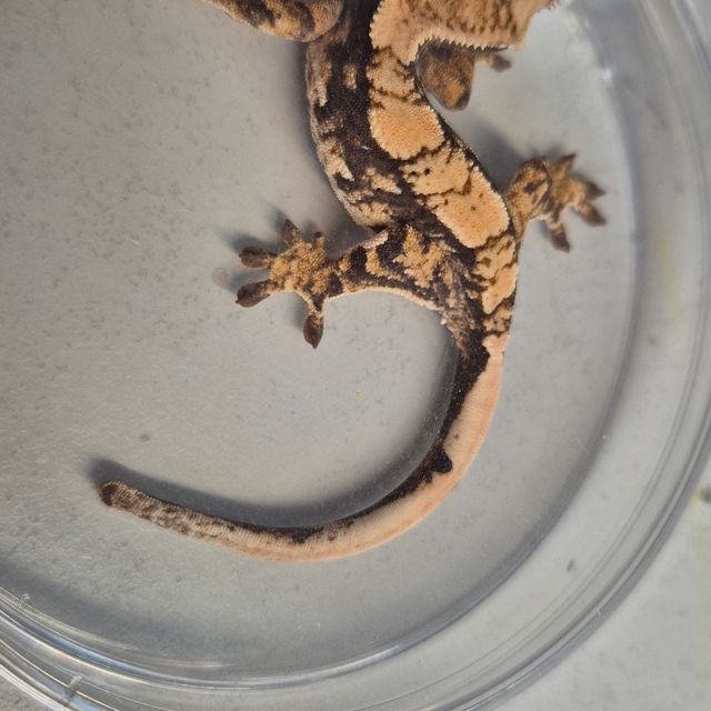 노멀 드리피 화이트스팟