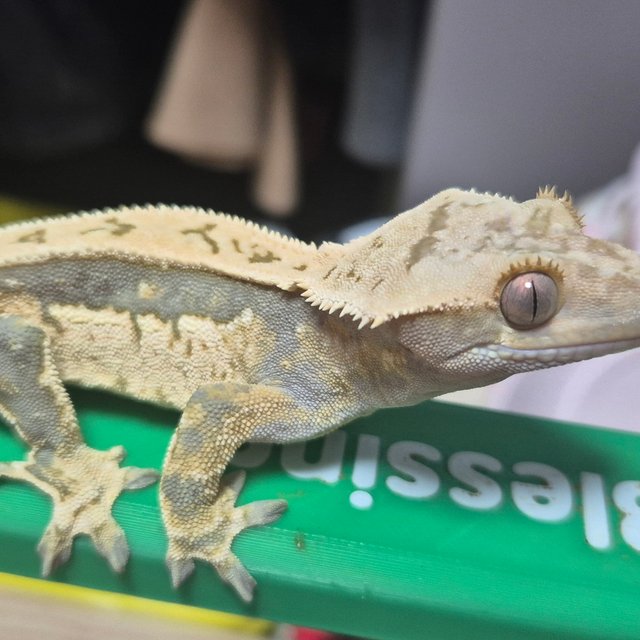 노멀 풀핀 쿼드