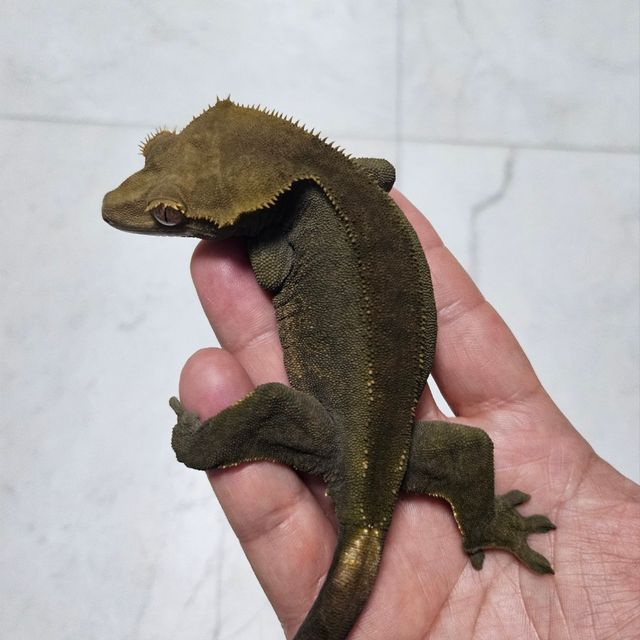알티 챠콜