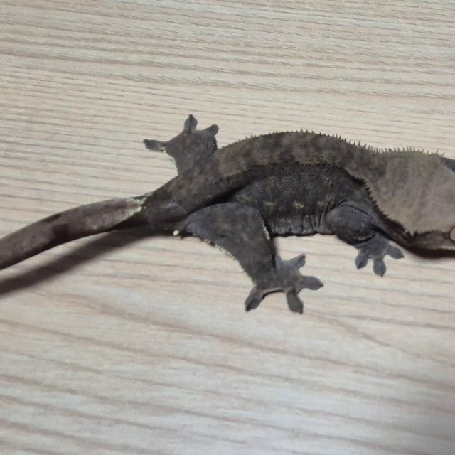 100%헷아잔틱 챠콜