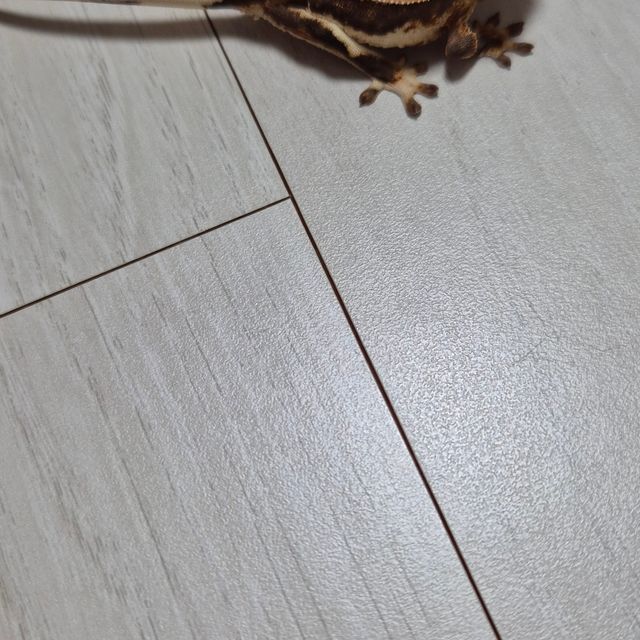 릴리100%헷아잔틱
