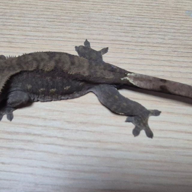 100%헷아잔틱 챠콜