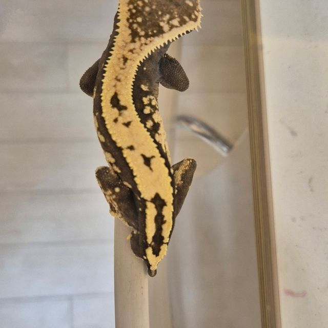 세이블