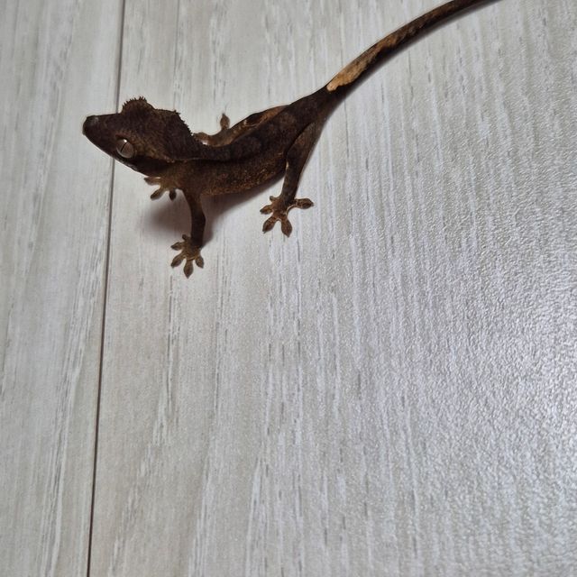 알티 챠콜