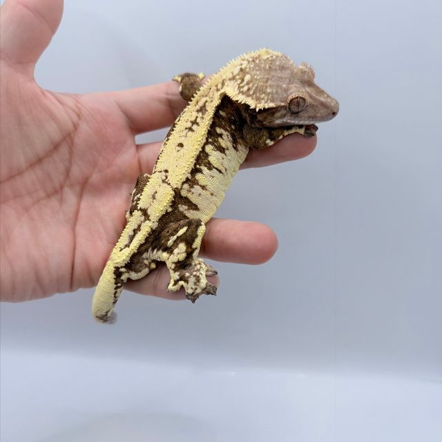 세이블