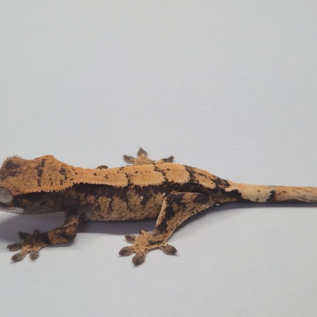 세이블 100%헷아잔틱