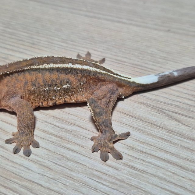 세이블 100%헷아잔틱