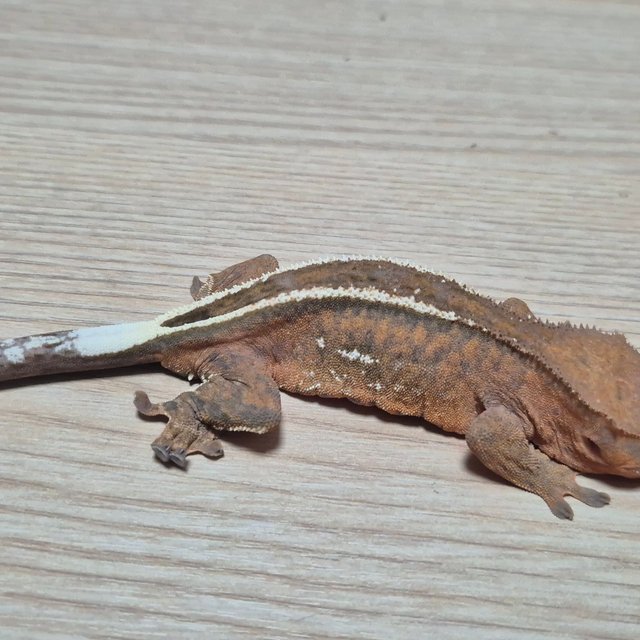 세이블 100%헷아잔틱