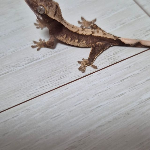 100%헷아잔틱