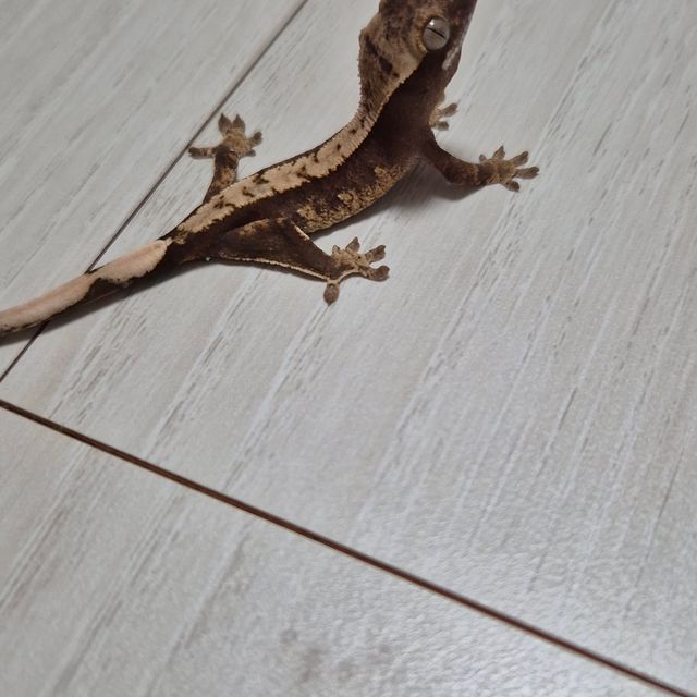 100%헷아잔틱