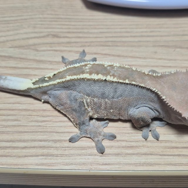 카푸치노 100%헷아잔틱